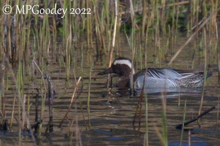 Garganey