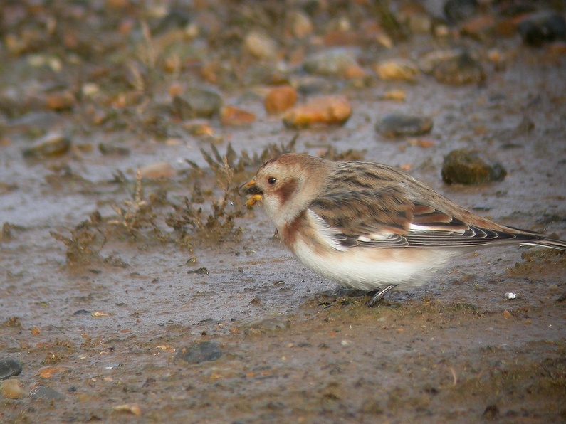 Snow Bunting