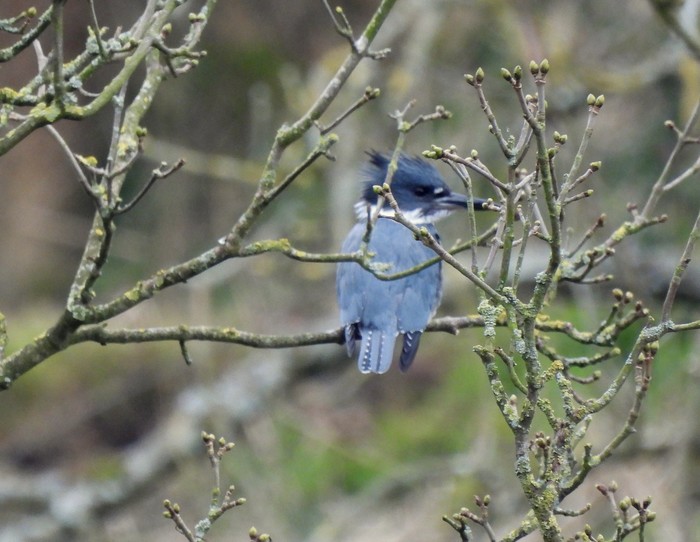 Belted Kingfisher