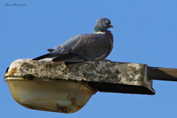 Woodpigeon