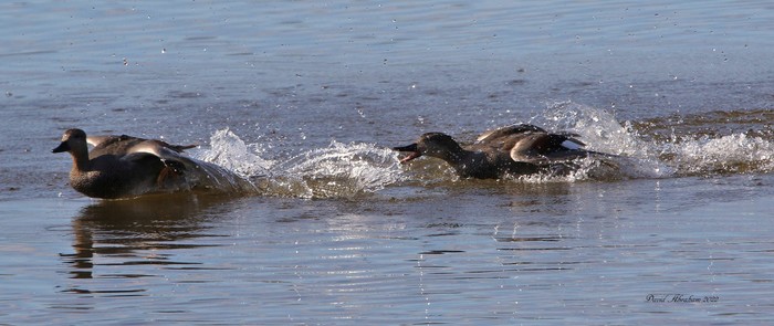 Gadwall