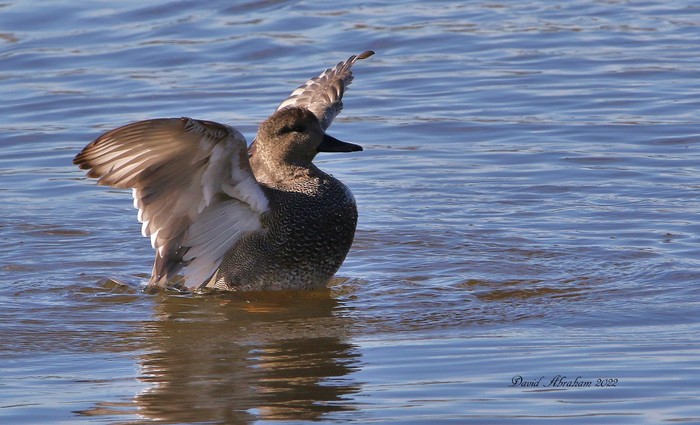 Gadwall