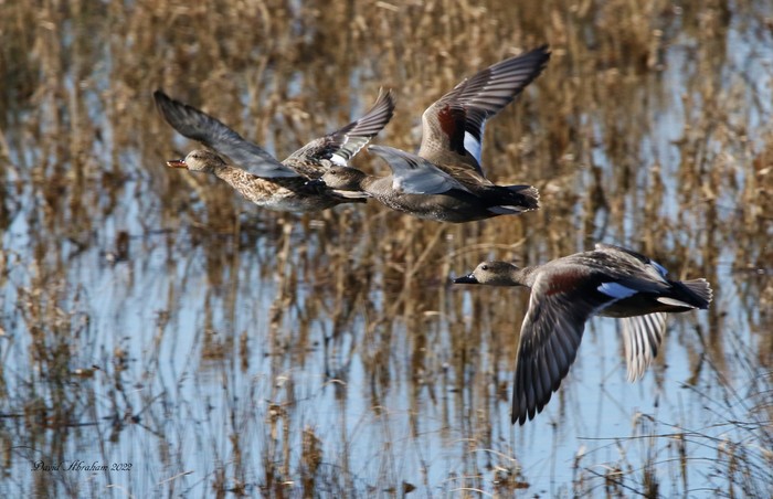 Gadwall