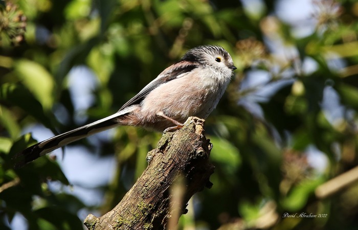 Long-tailed Tit