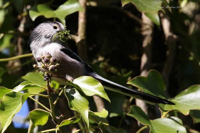 Long-tailed Tit