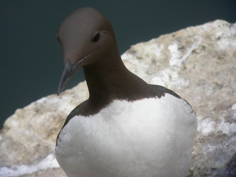 Guillemot