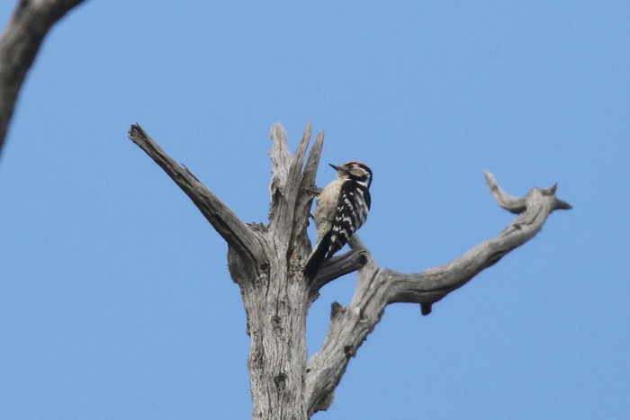 Lesser Spotted Woodpecker