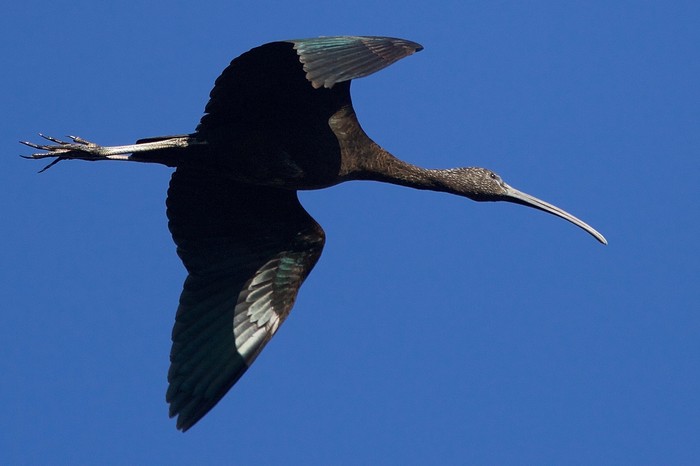 Glossy Ibis