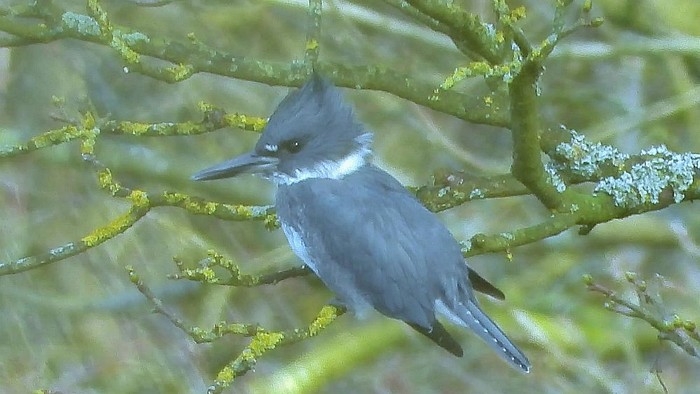 Belted Kingfisher