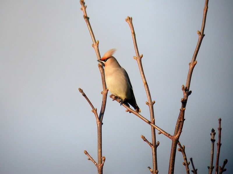 Waxwing