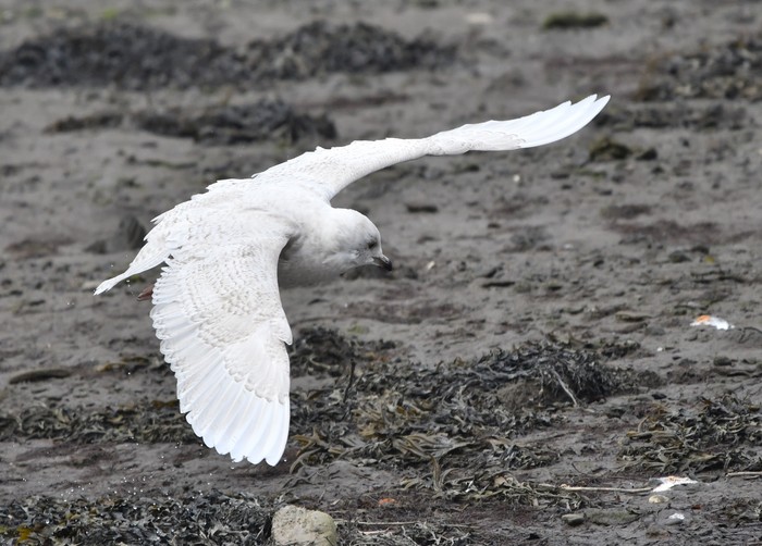 Iceland Gull