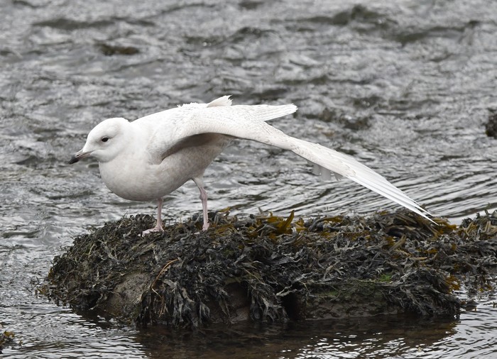 Iceland Gull