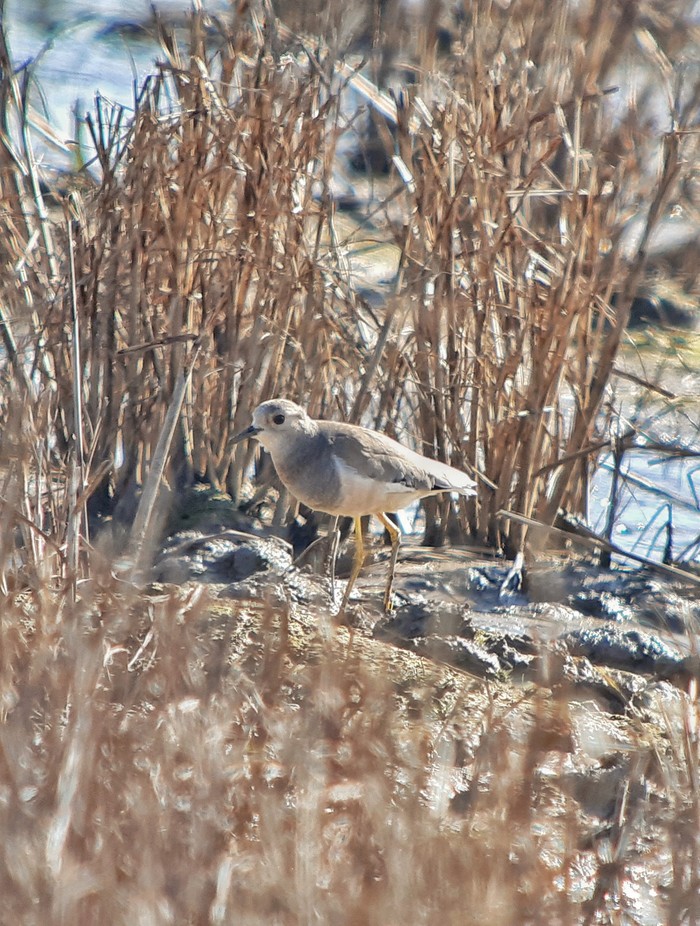 White-tailed Lapwing