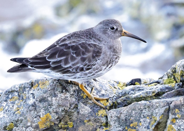 Purple Sandpiper