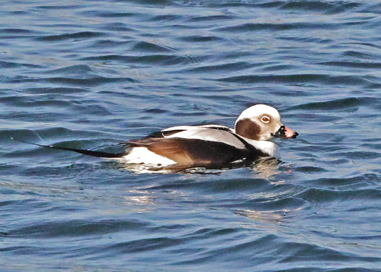 Long-tailed Duck