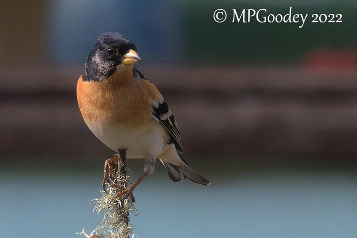 Brambling