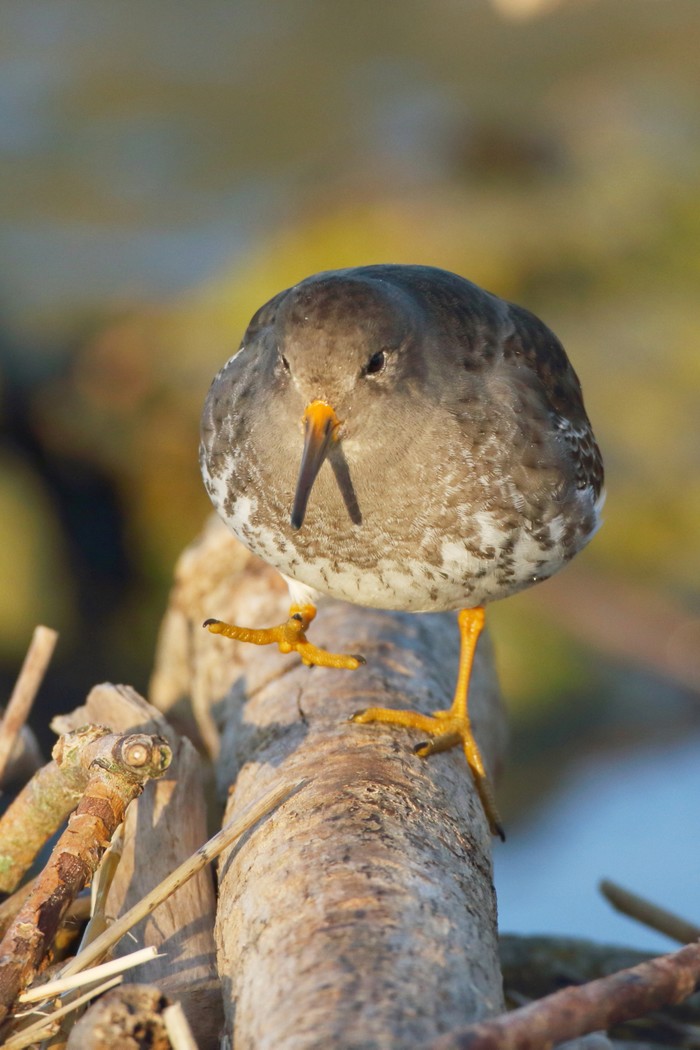 Purple Sandpiper