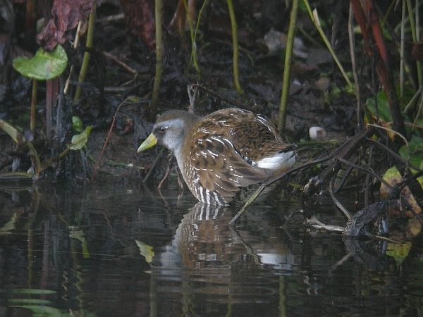 Sora