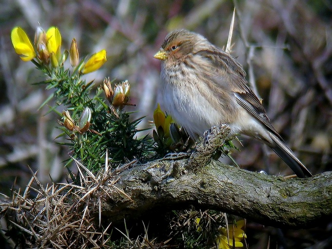 Twite