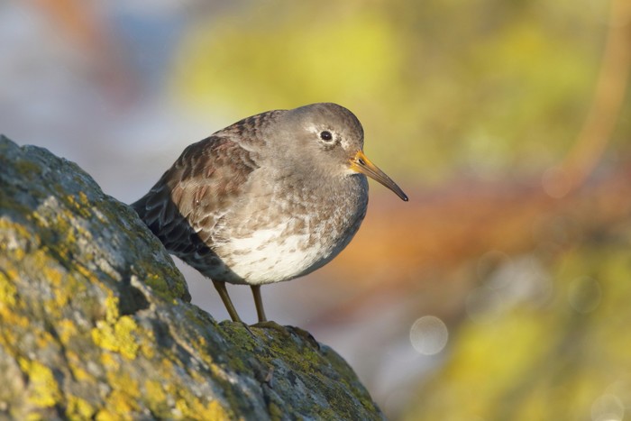 Purple Sandpiper