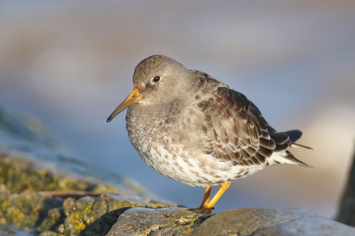 Purple Sandpiper
