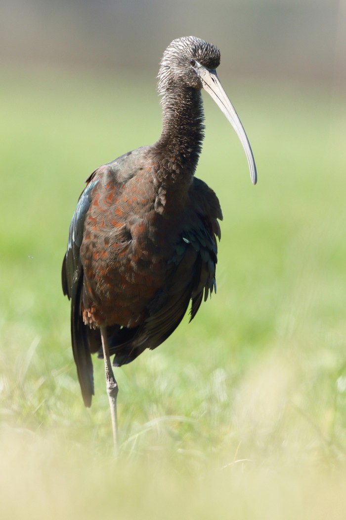 Glossy Ibis