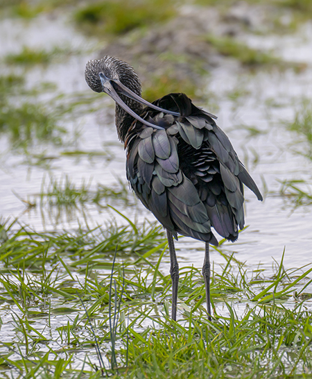 Glossy Ibis
