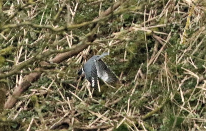 Belted Kingfisher