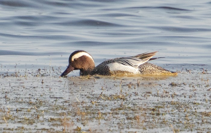 Garganey