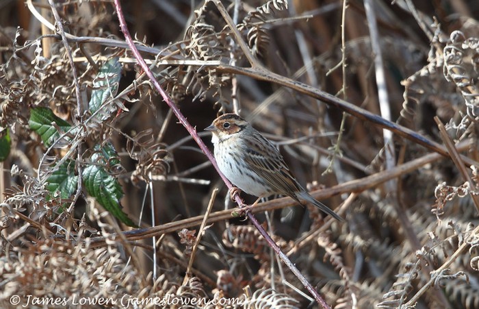 Little Bunting