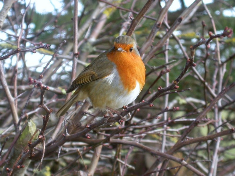 Robin