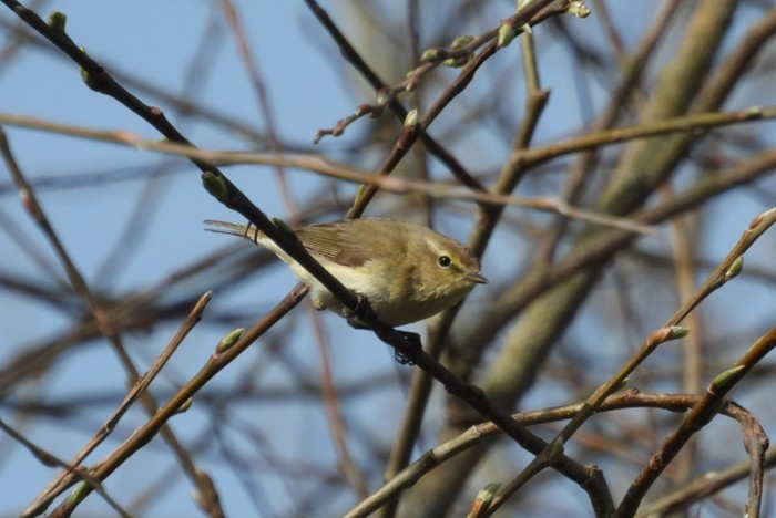 Chiffchaff