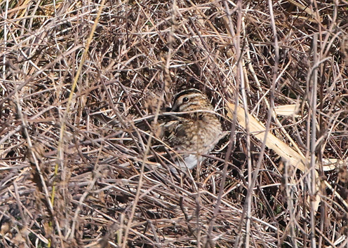 Snipe