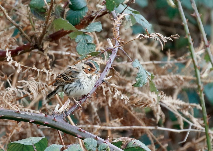 Little Bunting