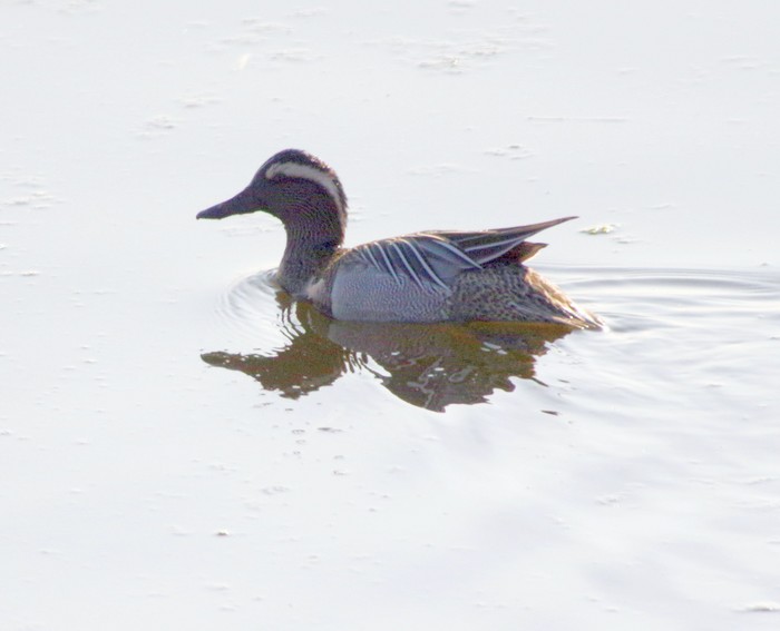 Garganey