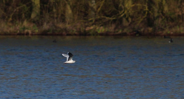 Little Gull
