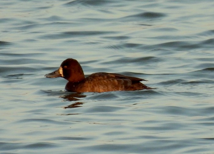 Lesser Scaup