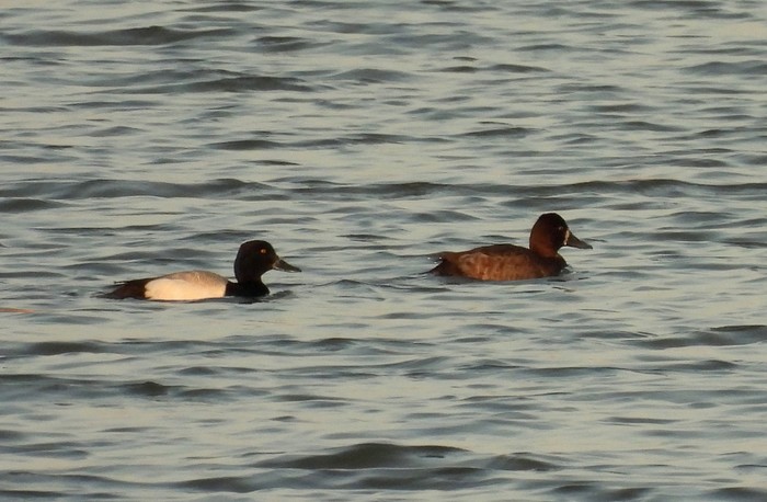 Lesser Scaup