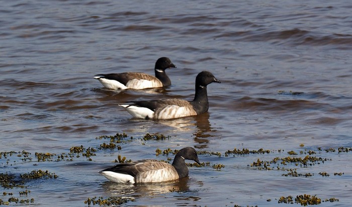 Pale-bellied Brent Goose