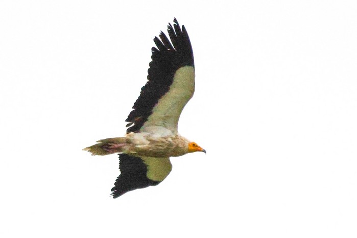 Egyptian Vulture