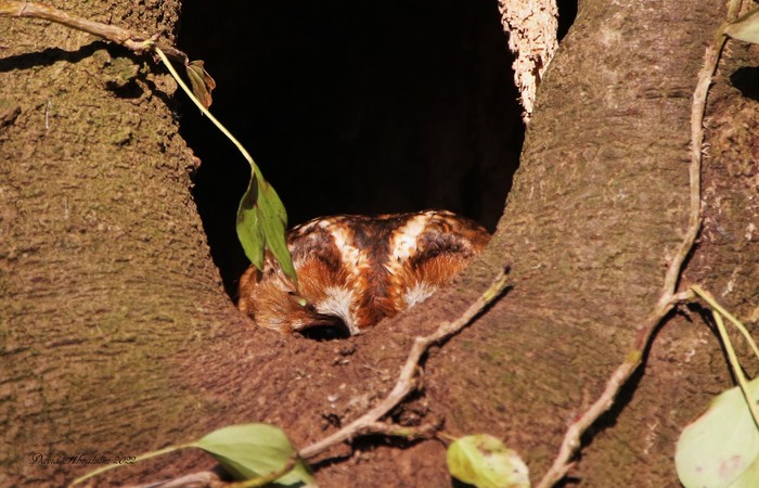 Tawny Owl