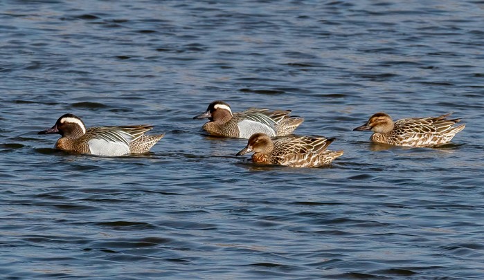 garganey