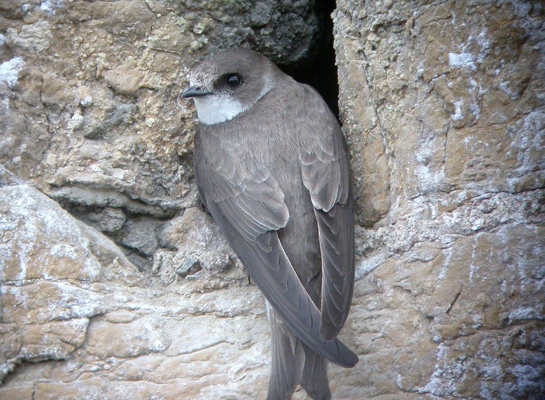 Sand Martin