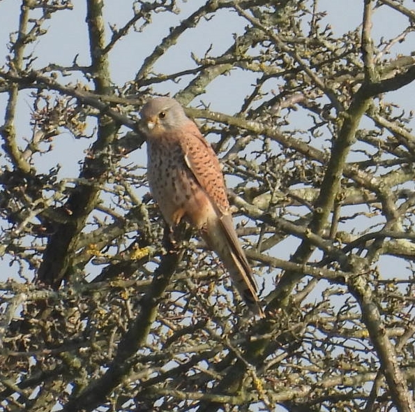 Kestrel