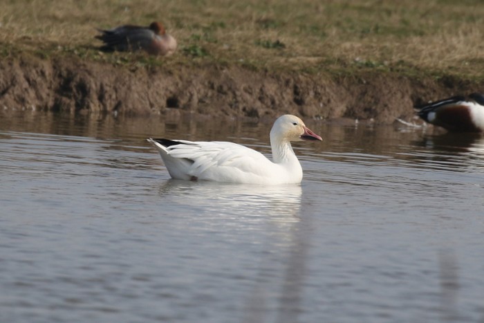 Snow Goose