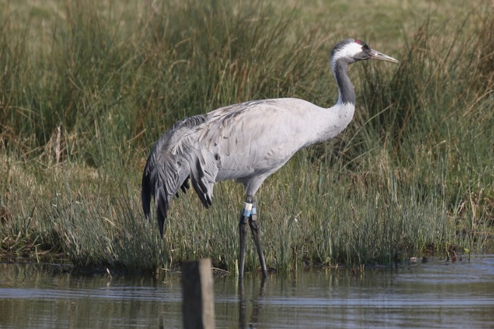 Common Crane