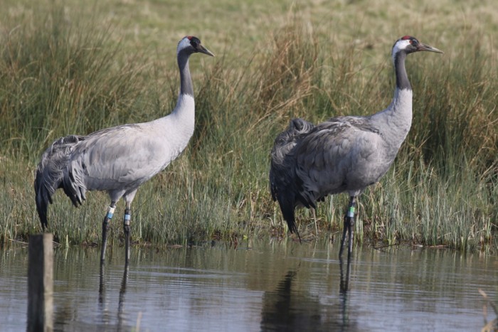 Common Crane
