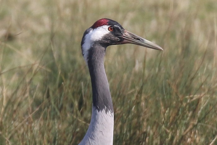 Common Crane