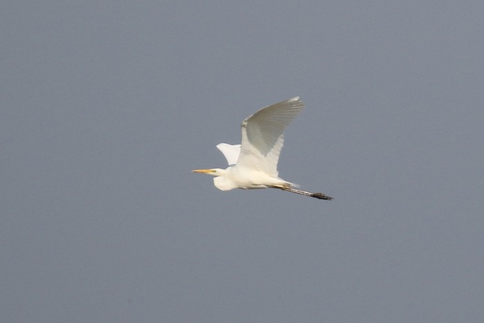 Great White Egret