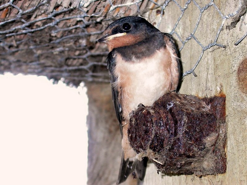 Swallow